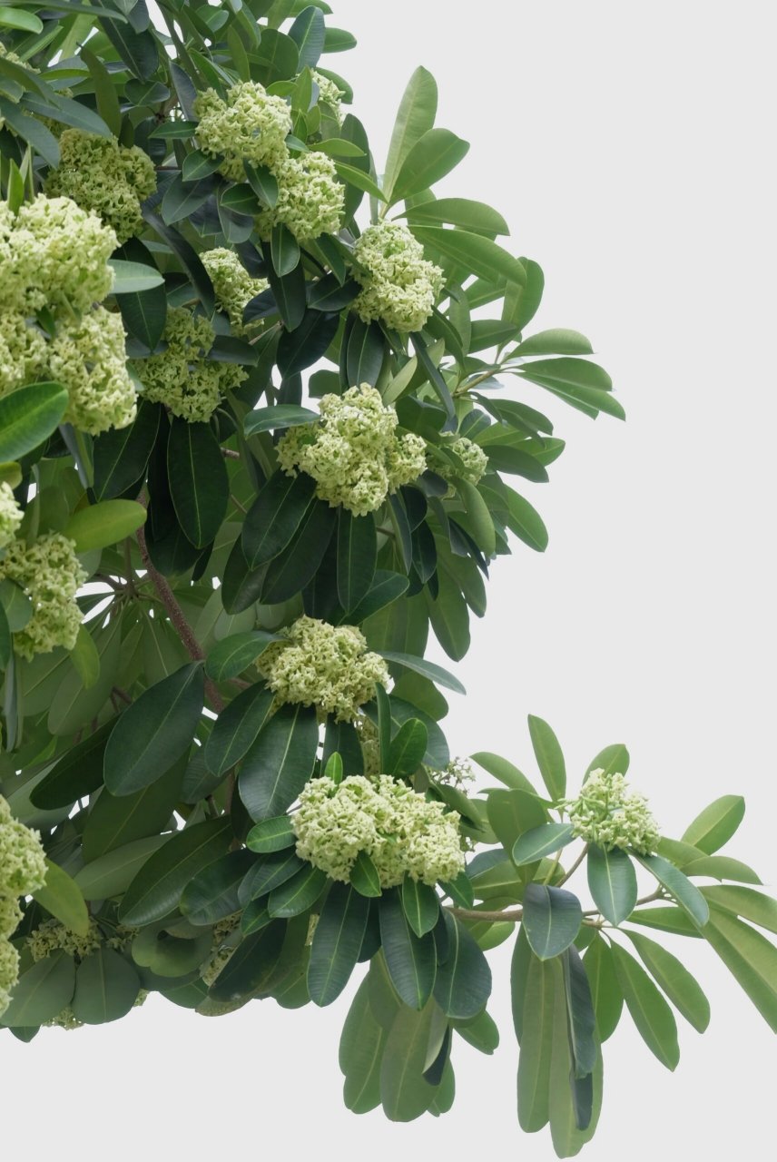 亭洪路晚上令人作呕气味的始作俑者盆架子树 卖茶叶和夜市大排档的