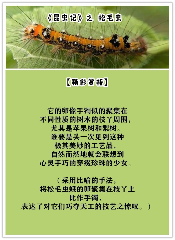 你们要的《昆虫记》读书笔记来啦!松毛虫91