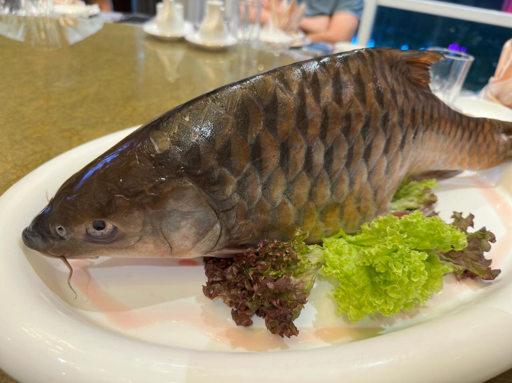 马来西亚野生忘不了鱼 马来西亚野生忘不了鱼!