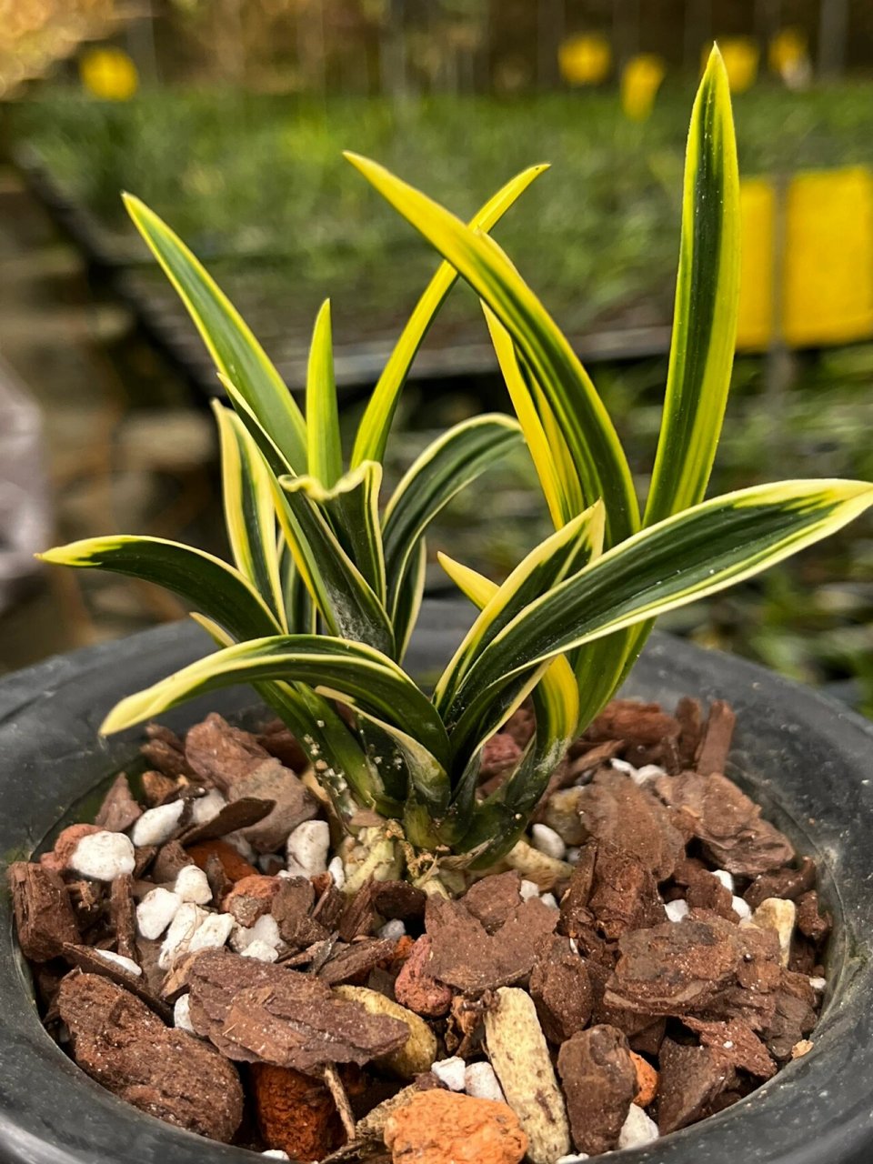 春兰金边皱叶～彩云荷 春兰矮种～彩云荷