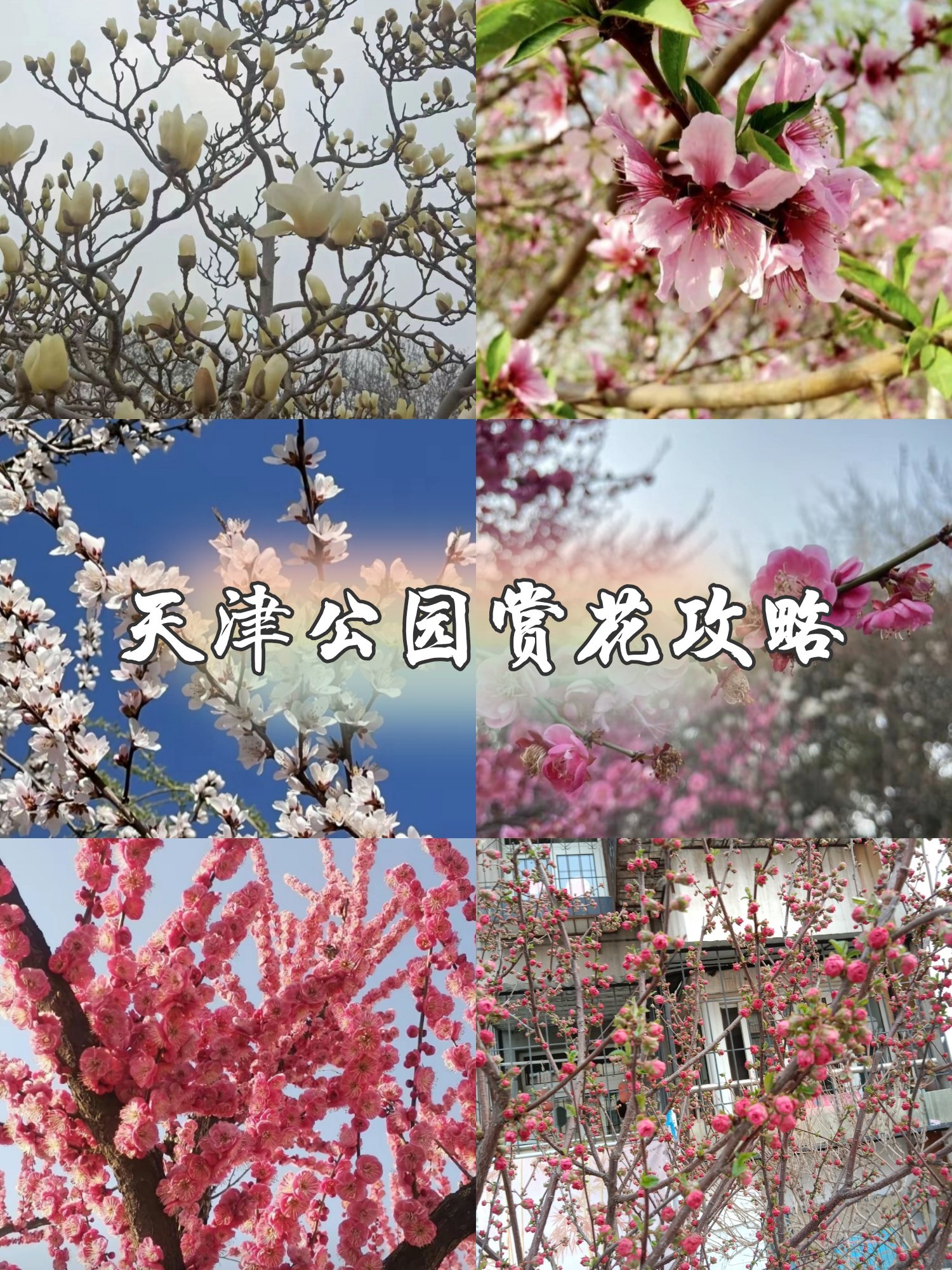 天津踏青赏花好去处图片