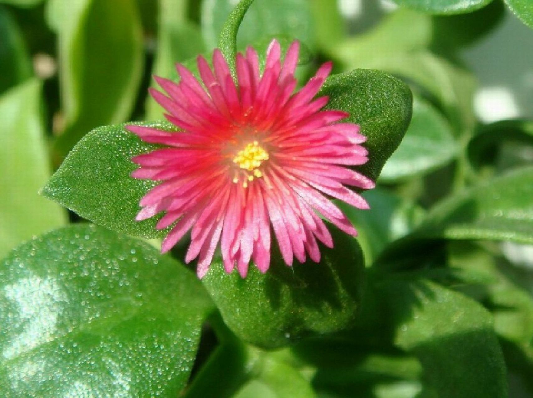 穿心莲的功效与作用 穿心莲为爵床科植物穿心莲的全草或叶,又名春莲