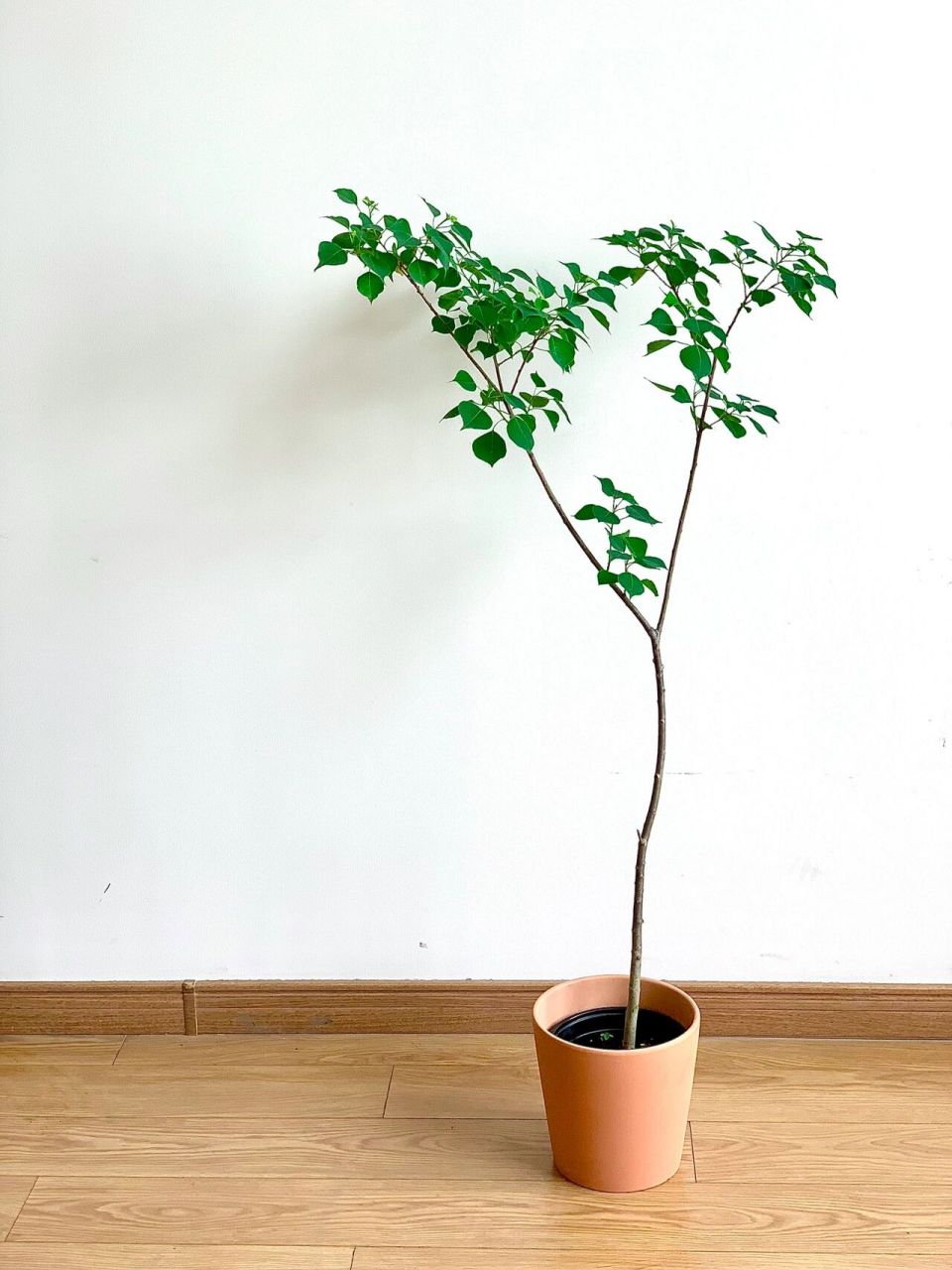 路边的行道树做盆栽原来这么美|01乌桕树 【本期主角】:大戟科-乌桕属