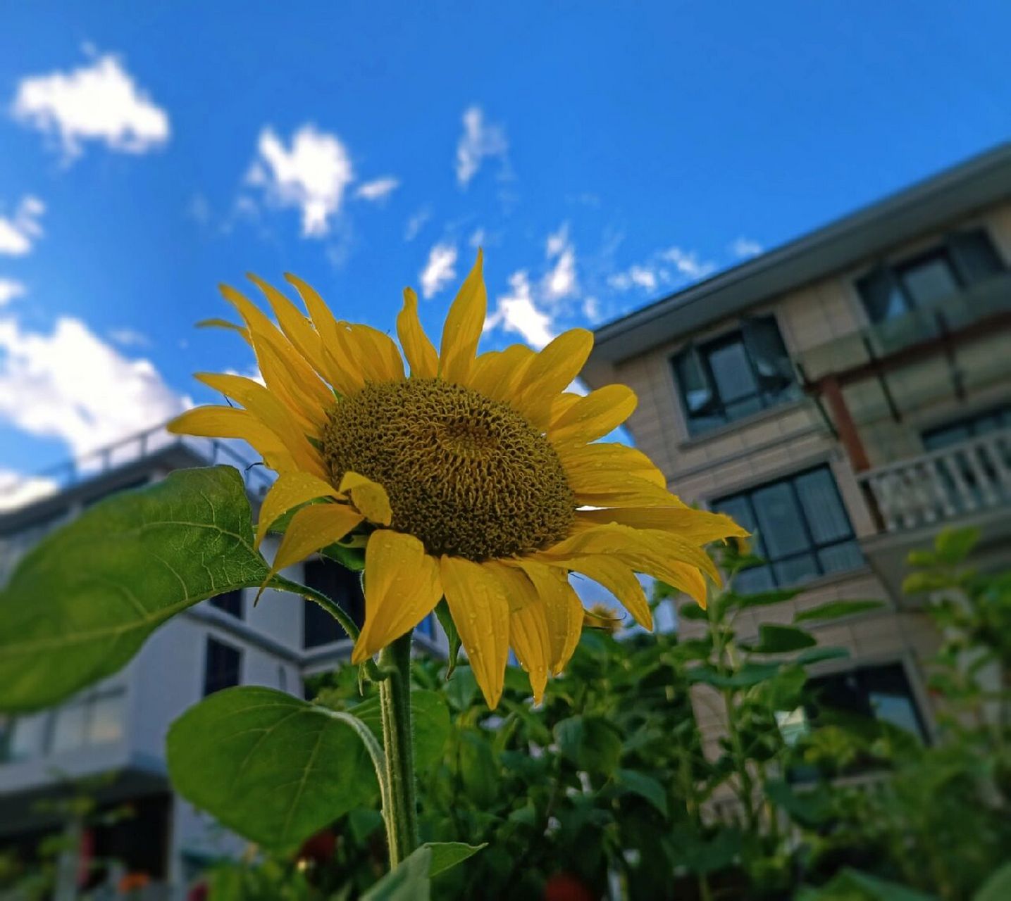植物小科普～向日葵 别 名:太阳花,葵花,朝阳花,转日莲 科  :菊科 特 