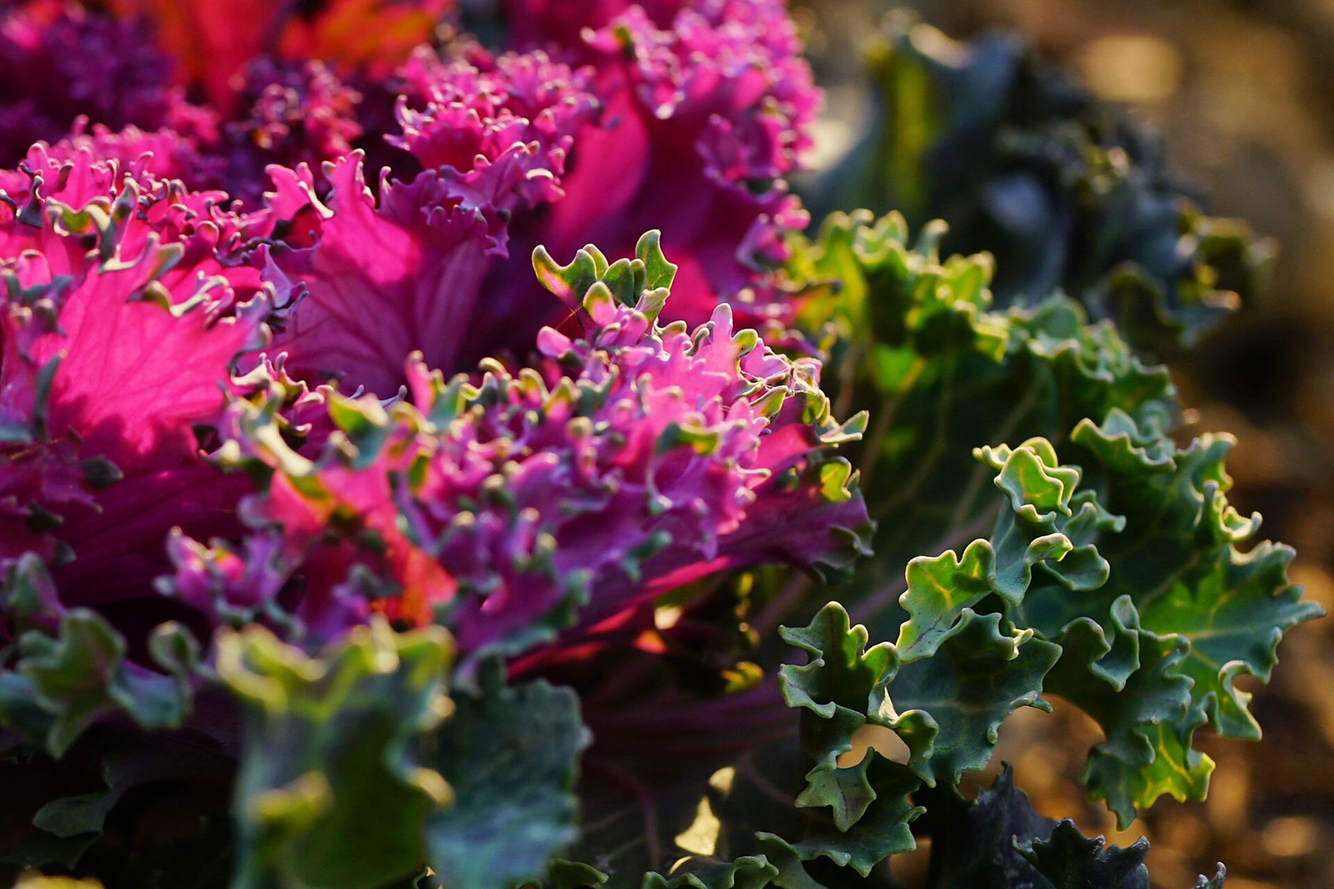羽衣甘蓝|花叶牡丹 羽衣甘蓝,别名:野牡丹,牡丹菜,十字花科芸苔属二年
