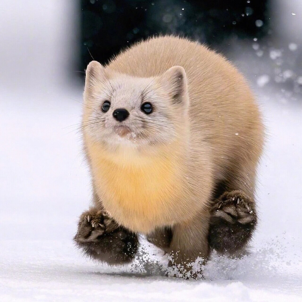 东北小萌宝——紫貂