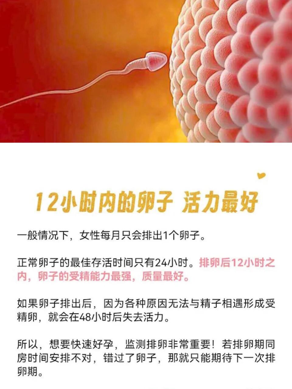 大多数的卵子排出后能存活12~24小时.