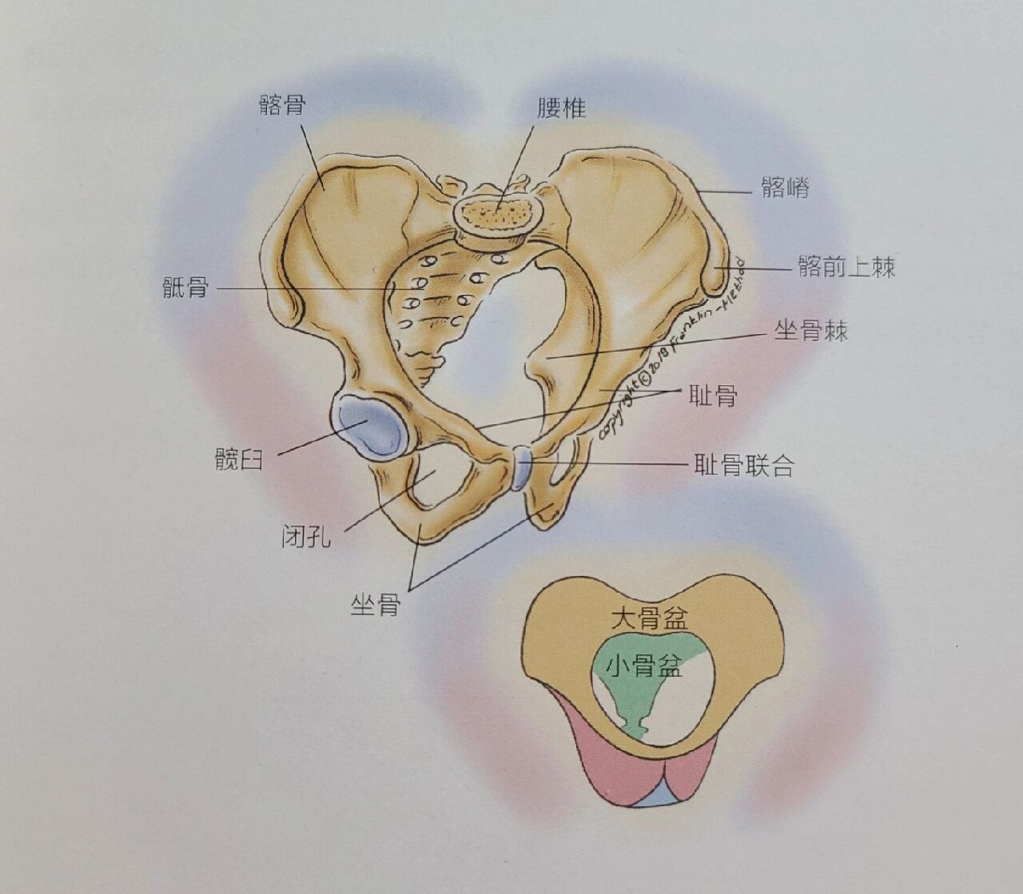 骨盆的基本构成图片