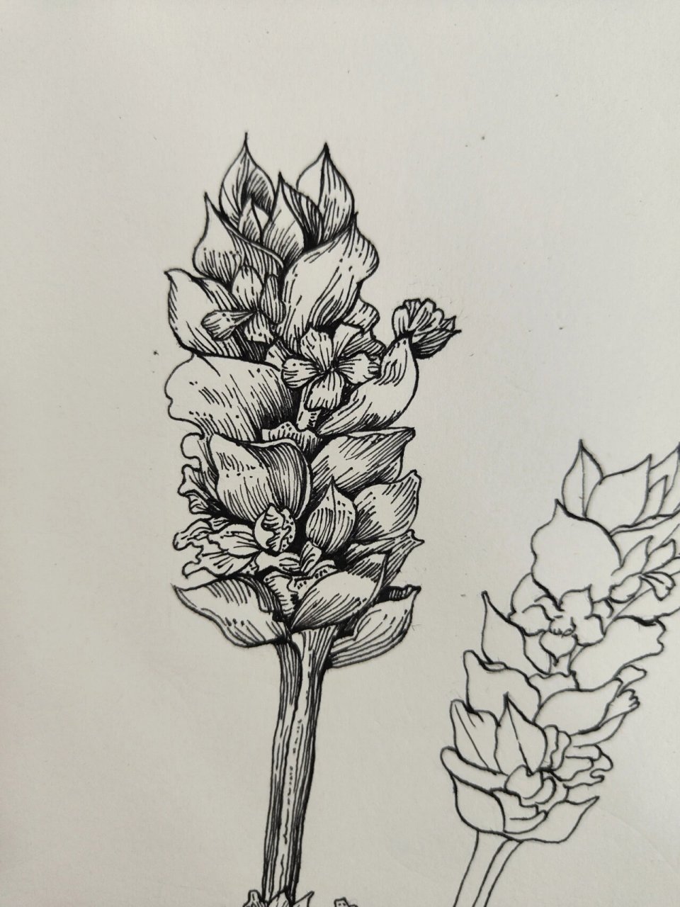 控笔|day 39 薰衣草 黑白线描 过程(临摹) [爱你]今天画的薰衣草,通过