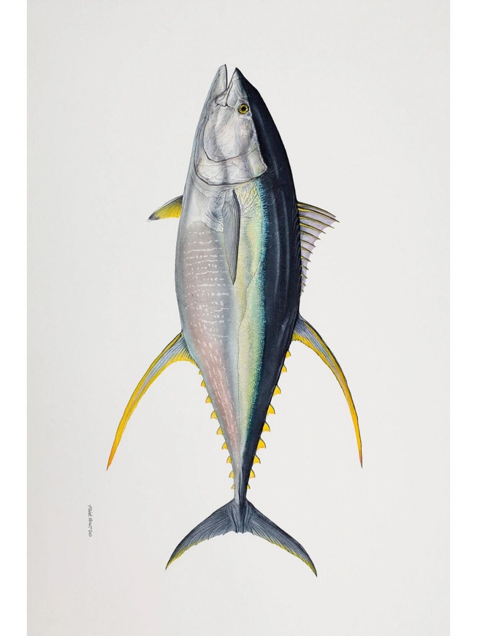 95少儿美术高清写生素材分享|鱼类图鉴1 92分享高清的鱼类写生