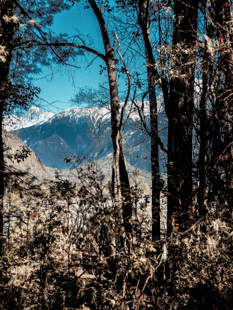 【波密】带你走进国内最美小众森林 中国最美森林之一,岗云杉林也算一