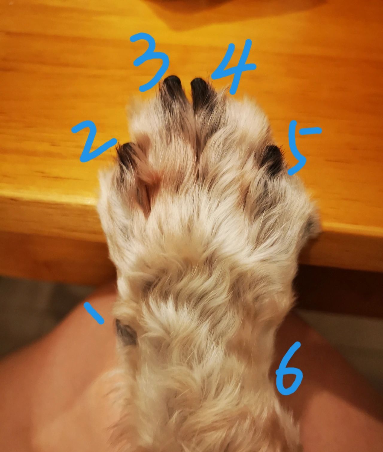 小狗狗究竟有几个脚趾头