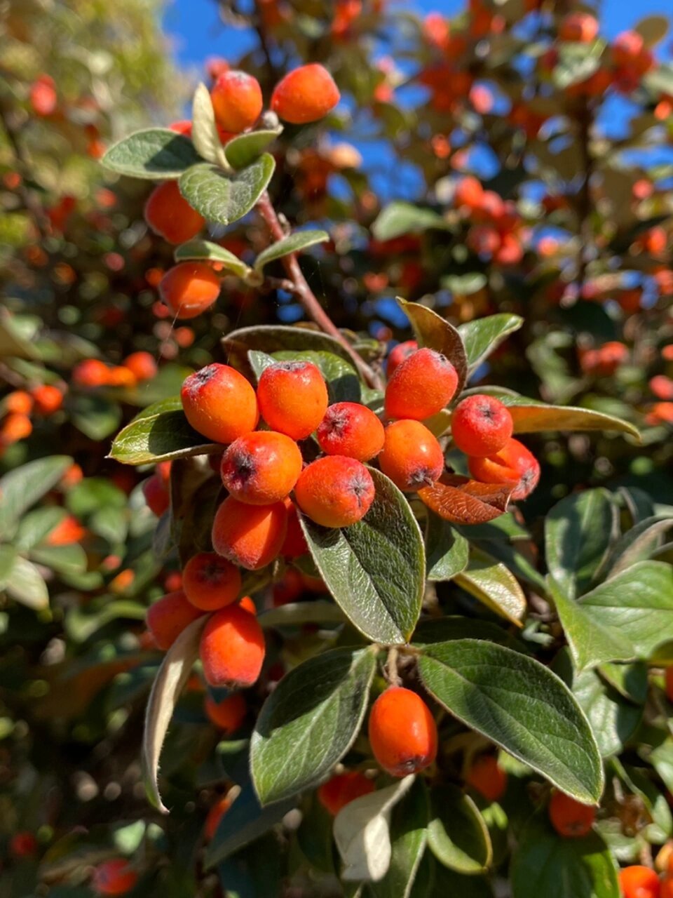 西南栒子的果实是橘红色的90 栒子属种类好多啊,看的眼花缭乱 93