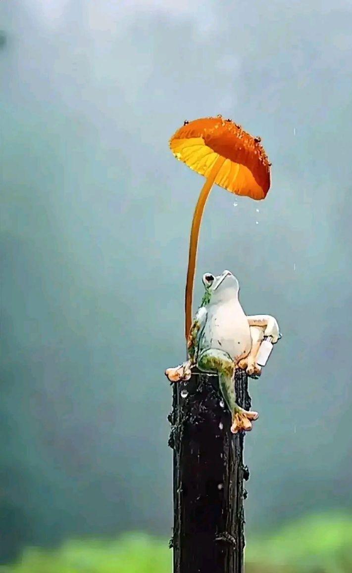 放宽心,就当它有了更好的家,当它也会"移情别恋"吧!