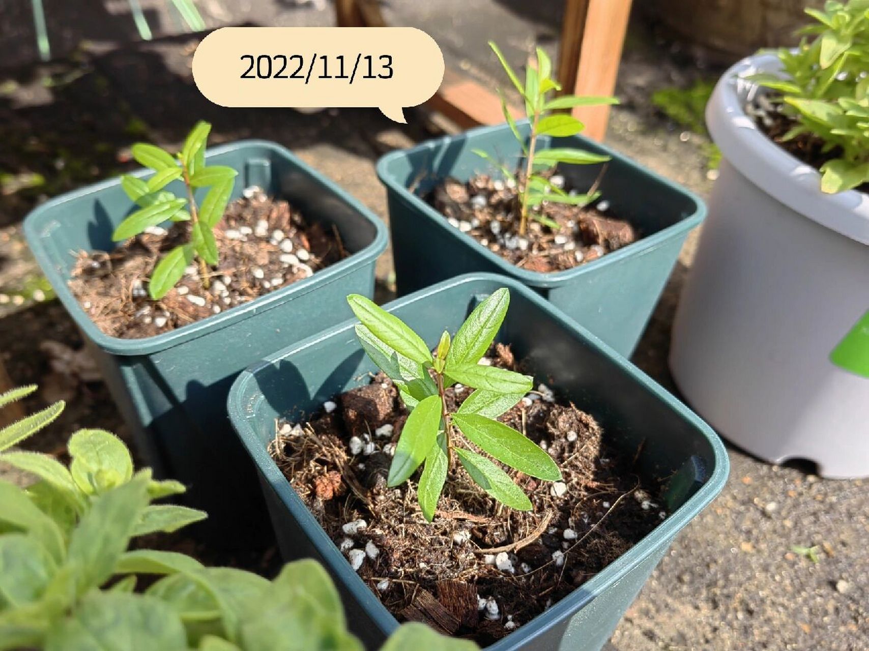 石榴籽种植 播种的石榴籽终于发芽啦 大概两三个星期前播种下的石榴