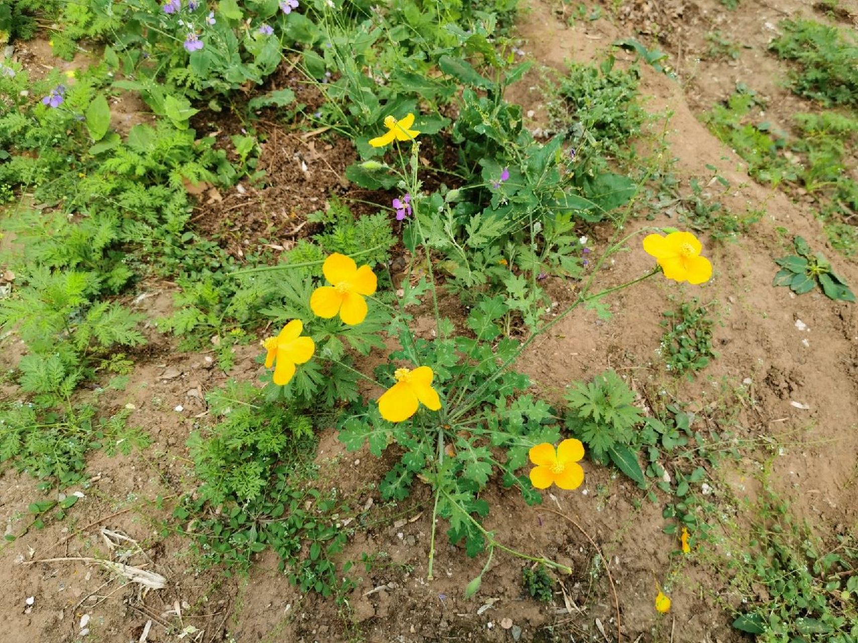 fedde)是罂粟科,秃疮花属多年生草本植物,高25-80厘米,全体含淡黄色