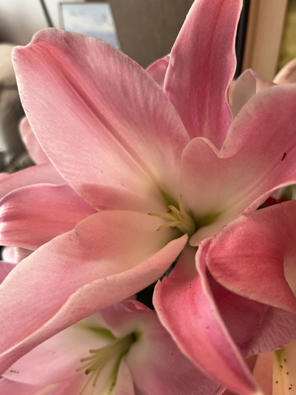 但是不得不说百合花的花蕊真的是超强染色剂啊啊啊….