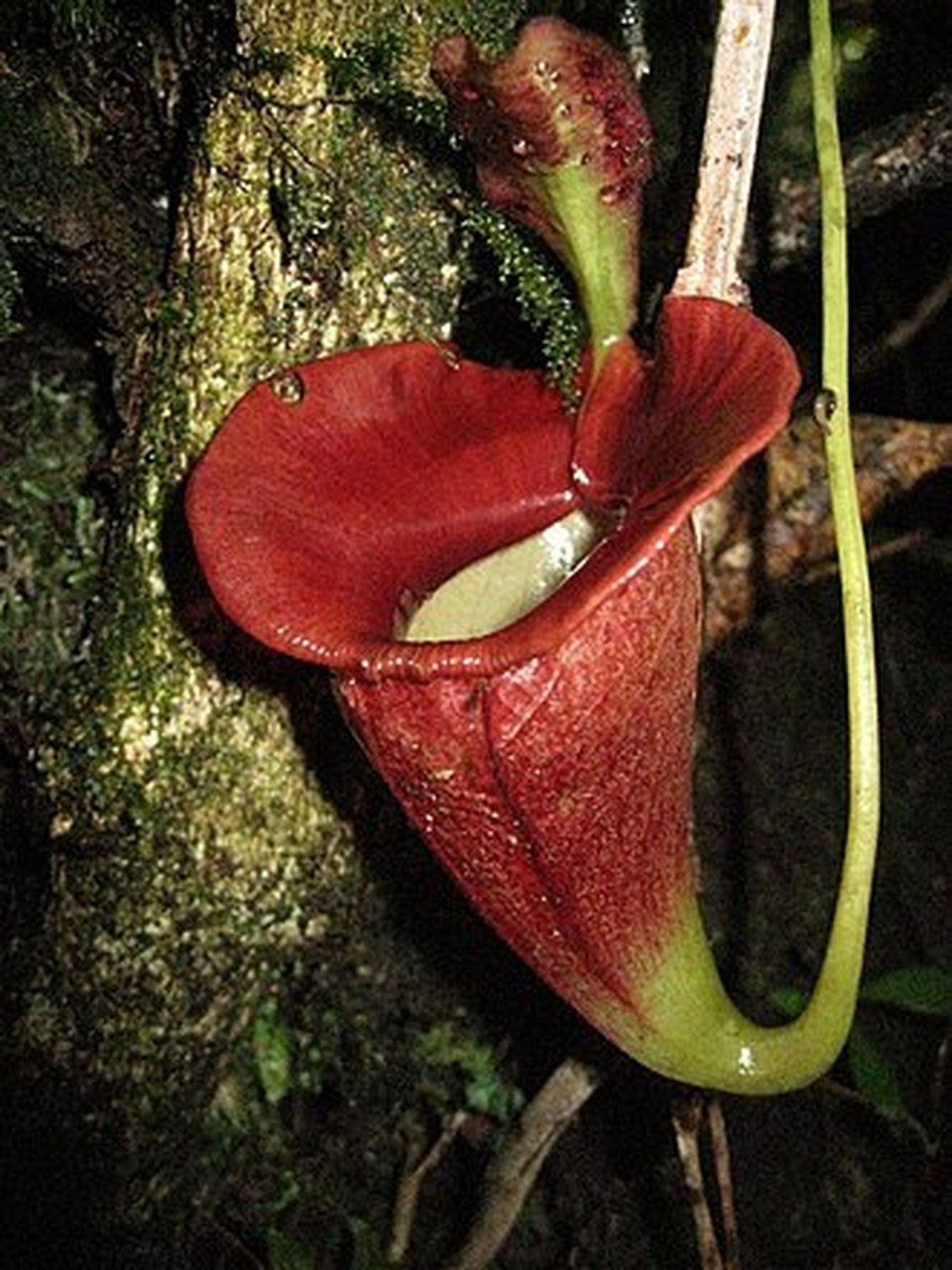 图1:盾叶猪笼草(学名:nepenthes peltata) 是菲律宾棉兰老岛汉密吉