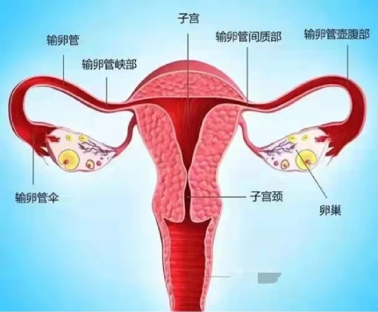 输卵管形状介绍图图片