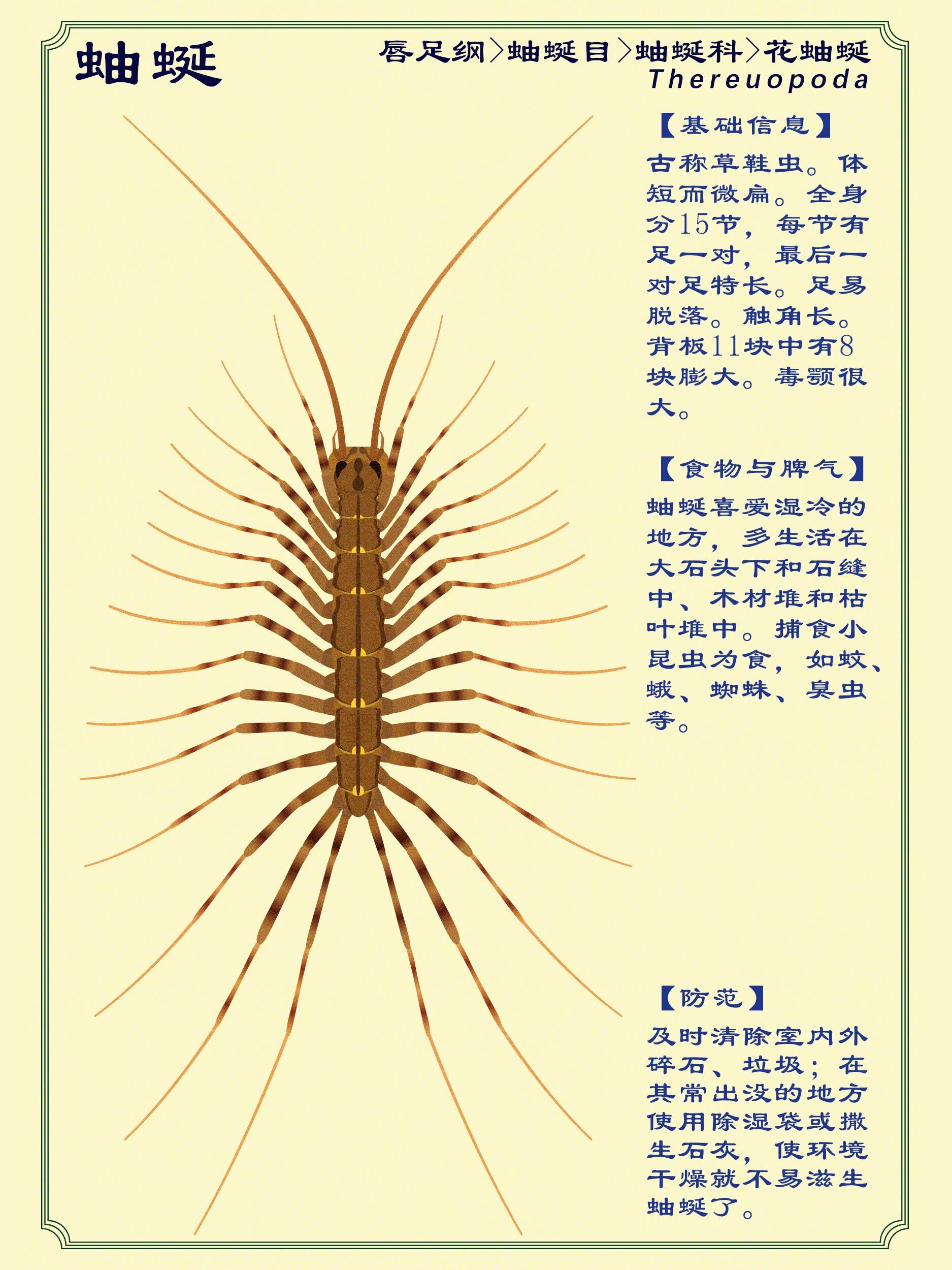 蚰蜒:潮湿处常见的一种虫