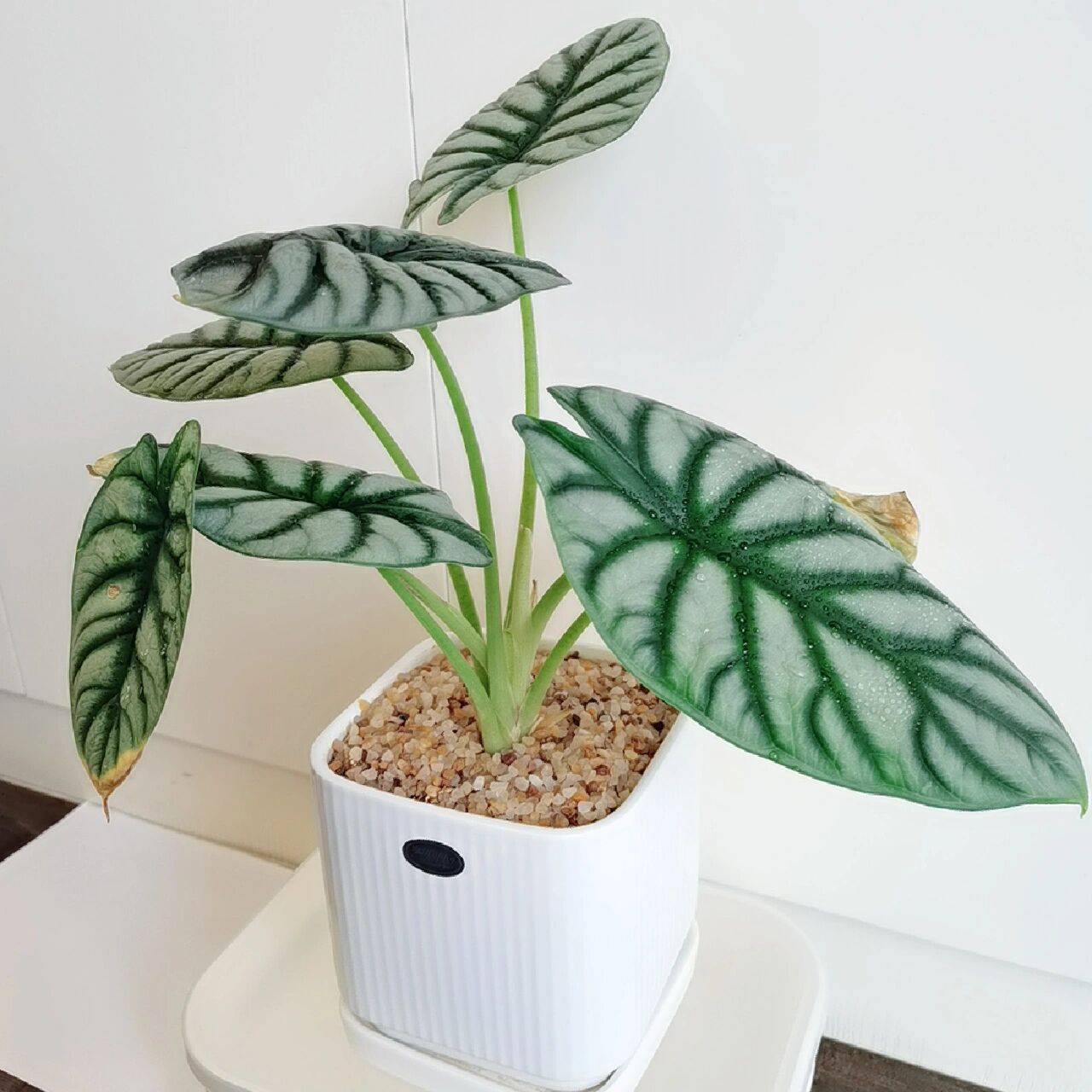 白犀牛海芋叶片发黄是啥信号?