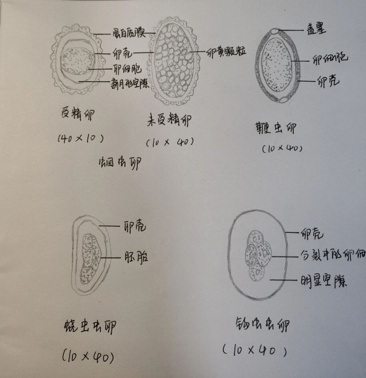 常见寄生虫虫卵手绘图 蛔虫 鞭虫 蛲虫 绦虫