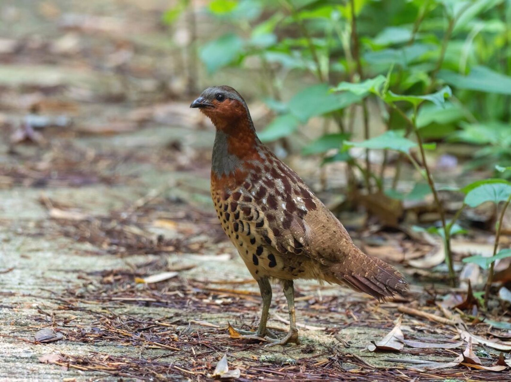 苏州常见物种图鉴100种|46615 灰胸竹鸡 灰胸竹鸡 (bambusicola