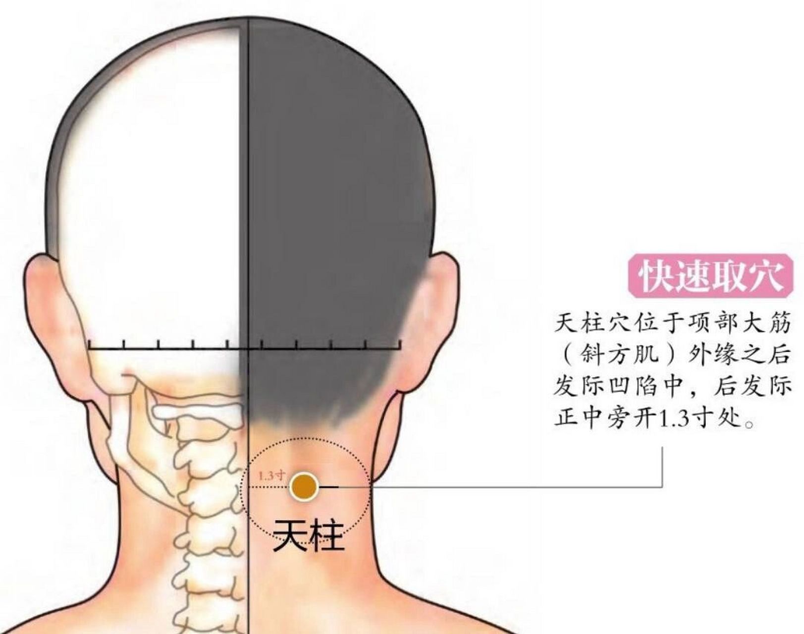 天柱在人体什么位置图片