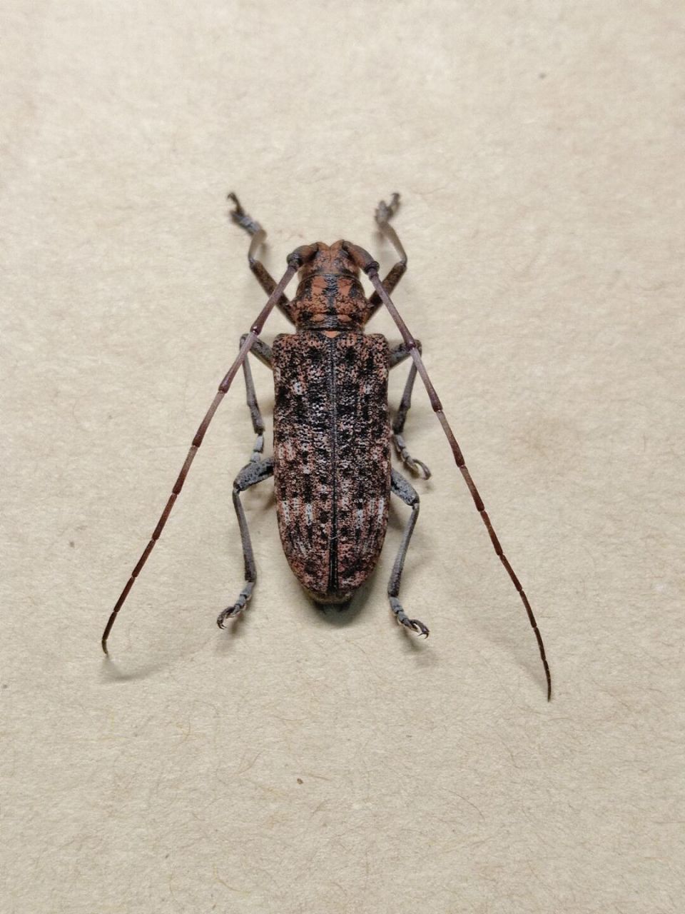 著名林业害虫——松墨天牛 松墨天牛(学名:monochamus alternatus)是