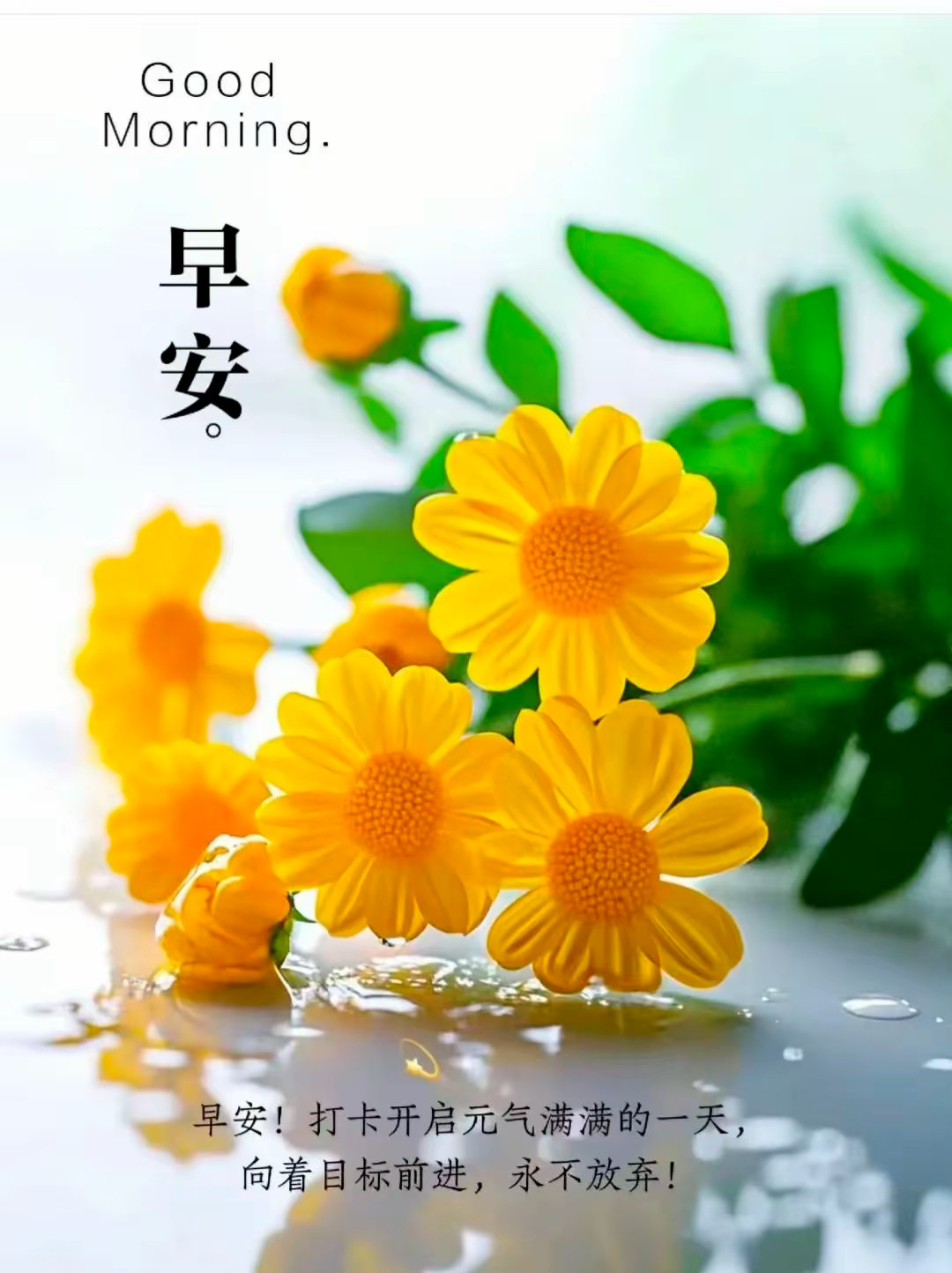 每一个清晨,都是一次灵魂的洗礼, 如同夜空中最亮的星,照亮前行的路.