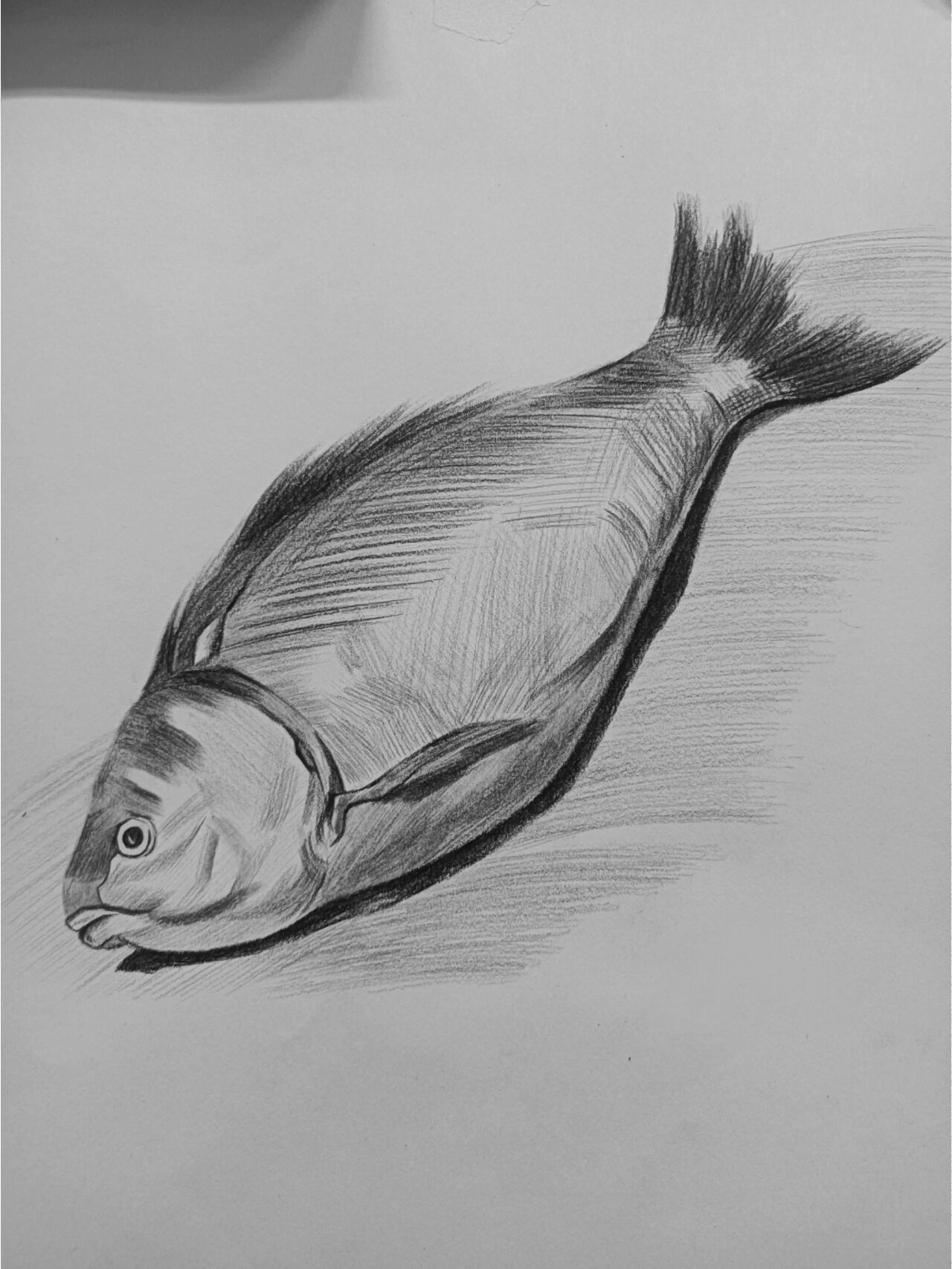 素描|鱼类@糕糕前程似锦的动态