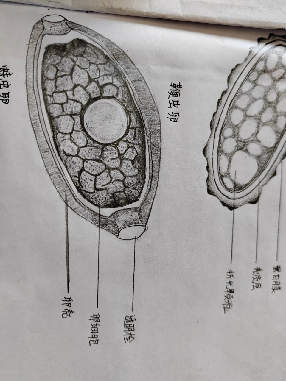 蛲虫卵 铅笔图片