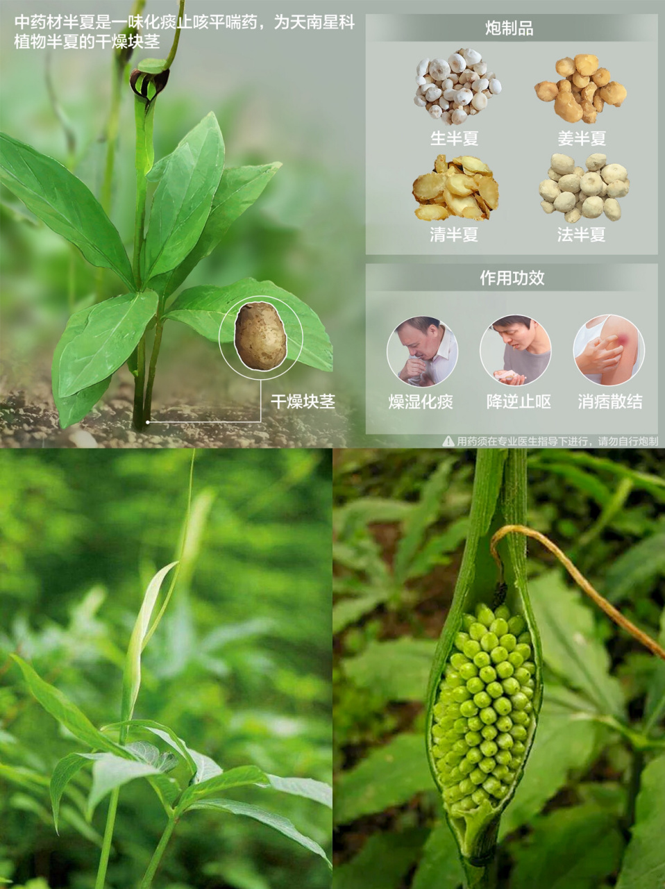 为天南星科植物半夏的干燥 块茎.