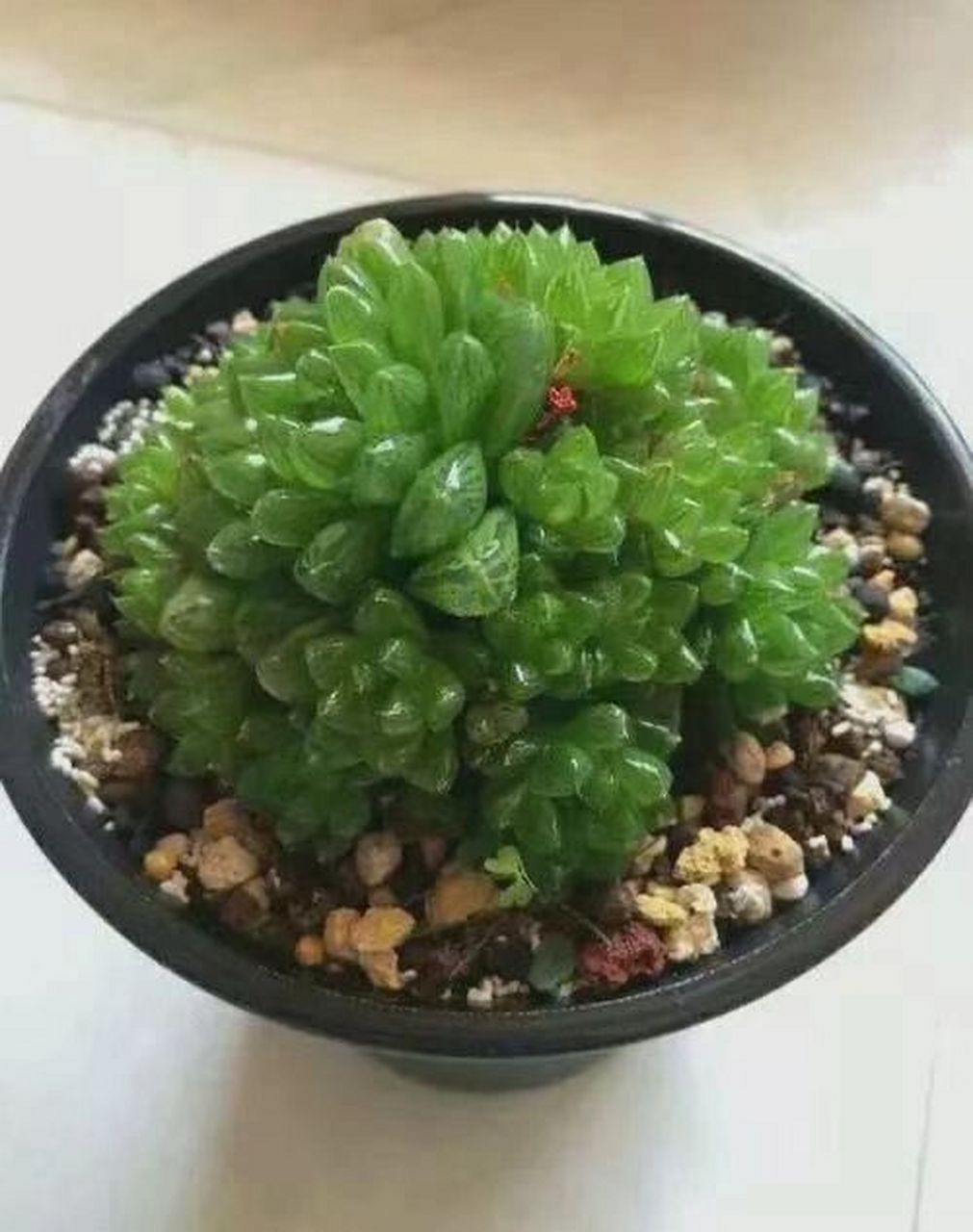 酉鸡旺财植物 玉露——生肖鸡的的人财运很旺盛,可是不太懂得守财