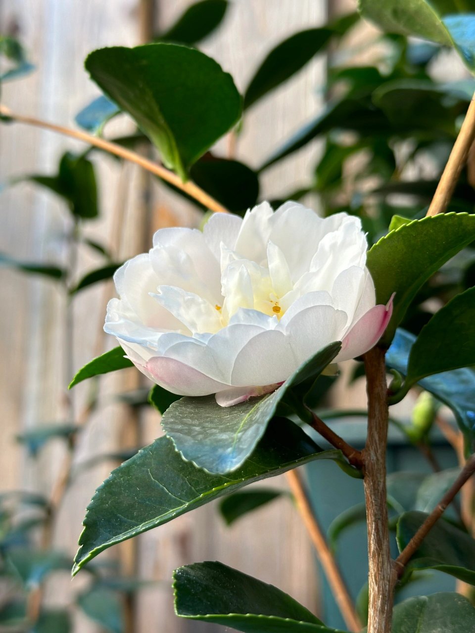朝仓asakura{茶花} 今年的第一朵茶梅,悄咪咪的就开啦上周末还是个