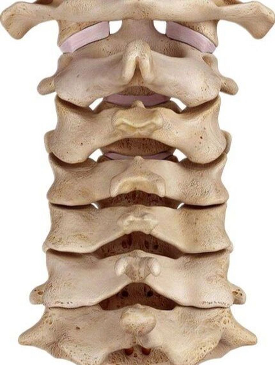 关节突关节解剖图图片