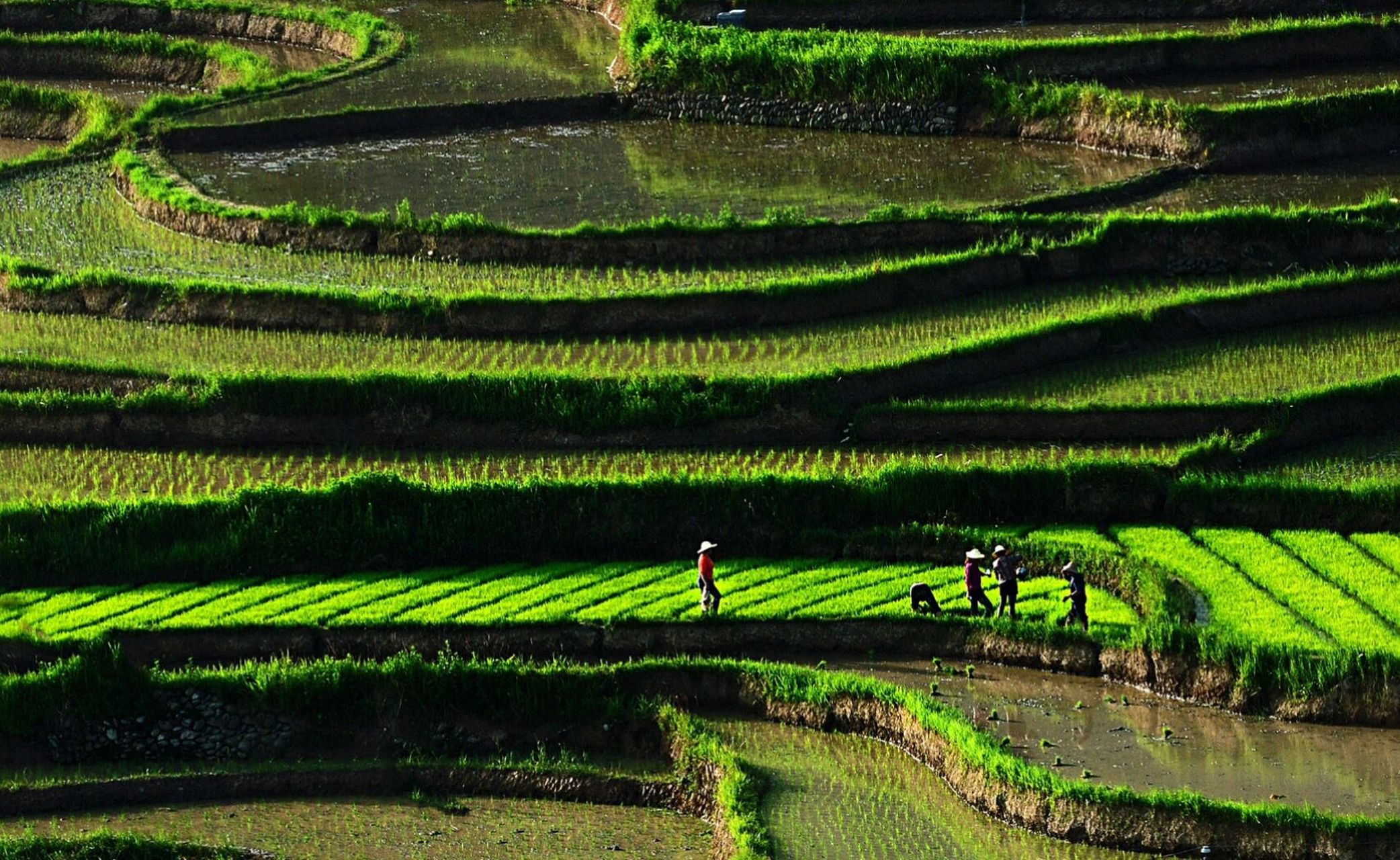 春耕|插秧图 向往着栽秧,视栽秧为乐事,就是因为其中有许多的体验