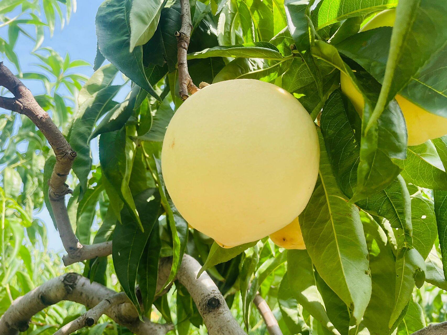 熟透的果子呈米黄色 放软可以插吸管吸汁水.