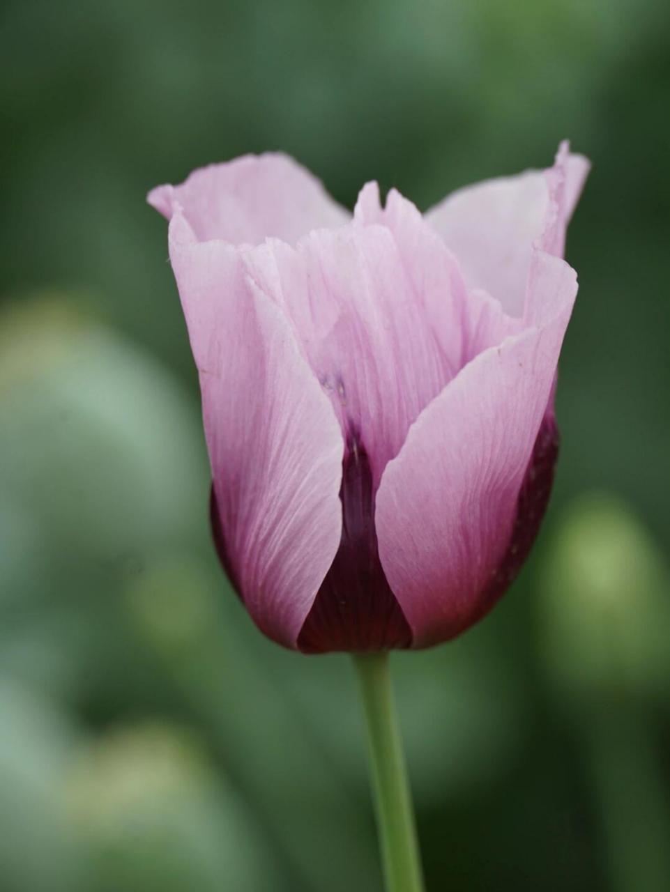 罂粟花拍摄于2022.05.07北京国家植物园南园