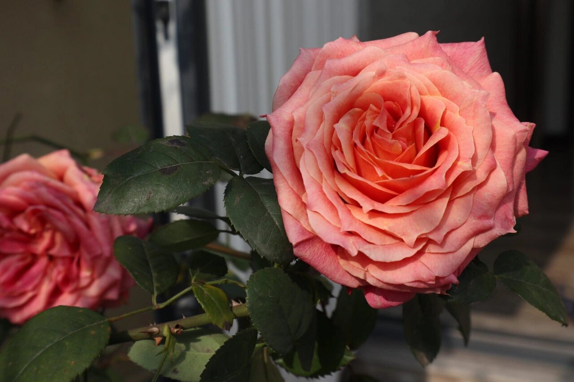 切花月季推荐～悠悠 96切花月季～悠悠96 9090 特点: 1.