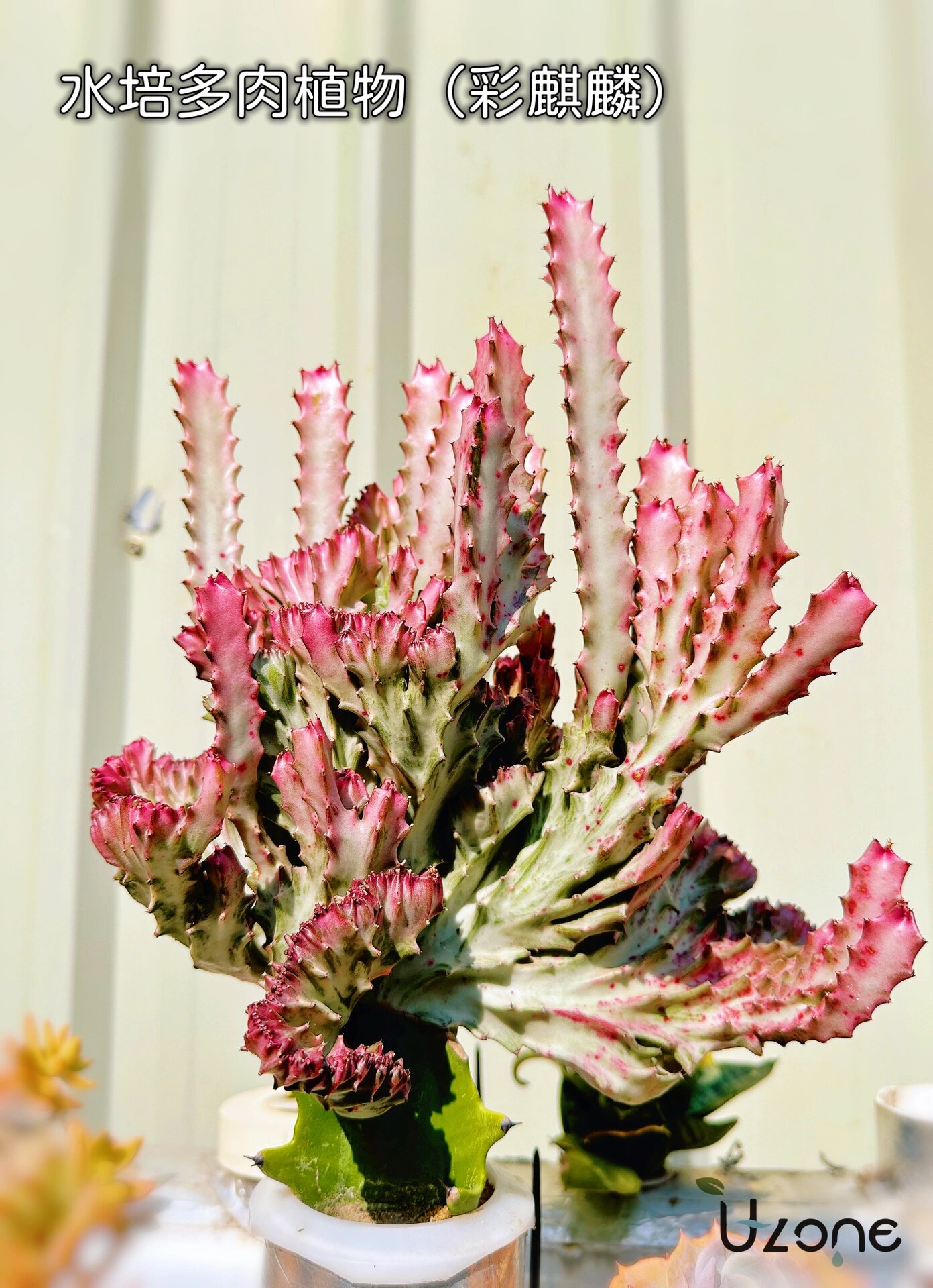 彩麒麟(水培仙人掌)
