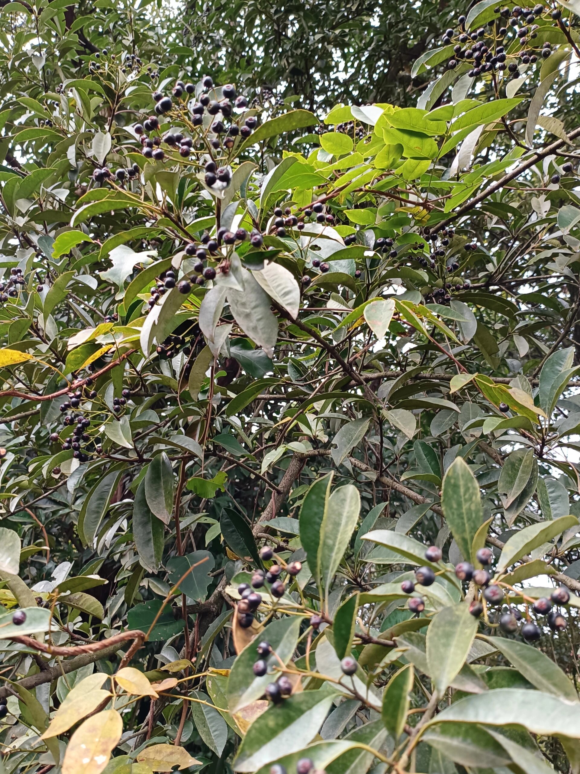 球花石楠果实图片