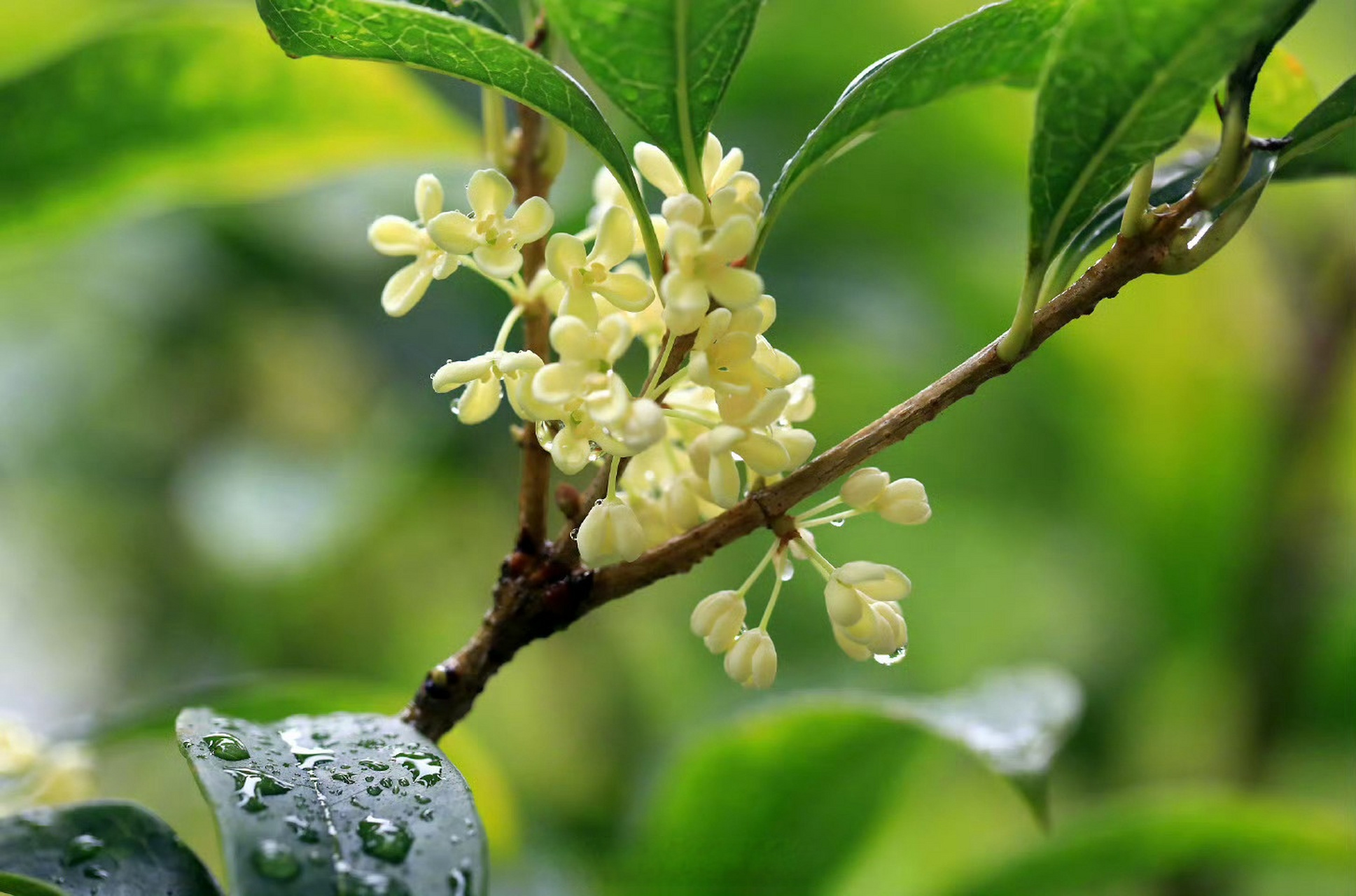 9月20日,秋分节气临近,江苏淮安古淮河畔成片的桂花秋雨中盛开,香气