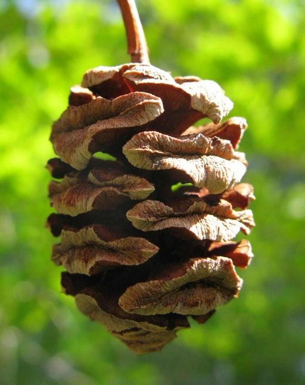 穿梭亿年的时光信使——水杉   【时空旅行者的印记】水杉,以独有的