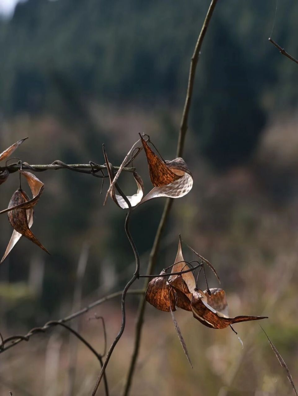 马利筋活血止血消肿止痛 上次看到一位博主发的马利筋,脑海里就浮现小
