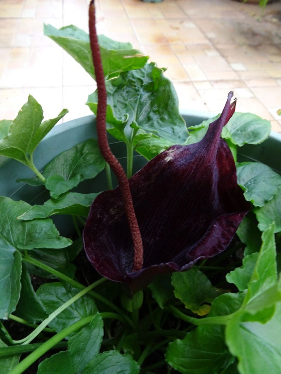 犁头尖,花香贼臭,粪味