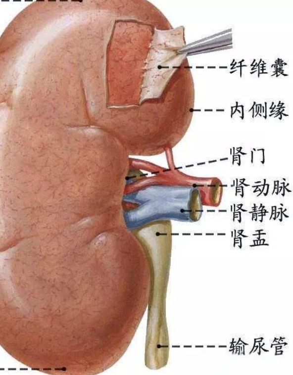 如果肾脏有病变,按压或叩