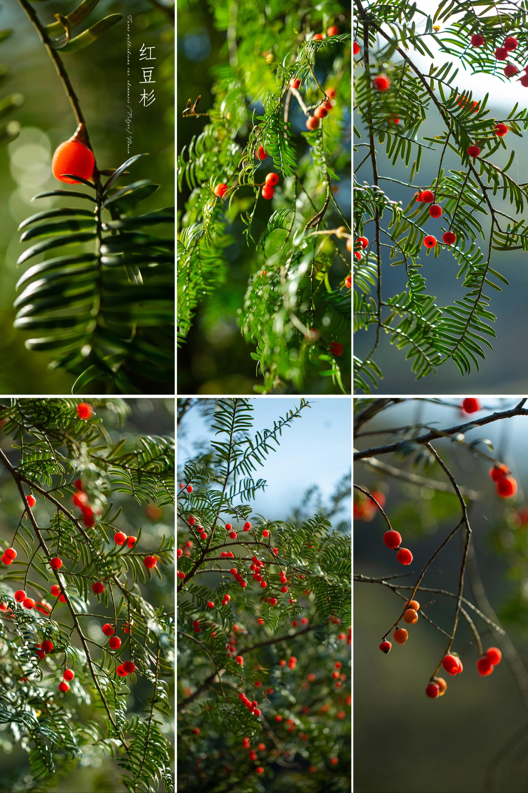 红豆生南国——"红豆杉