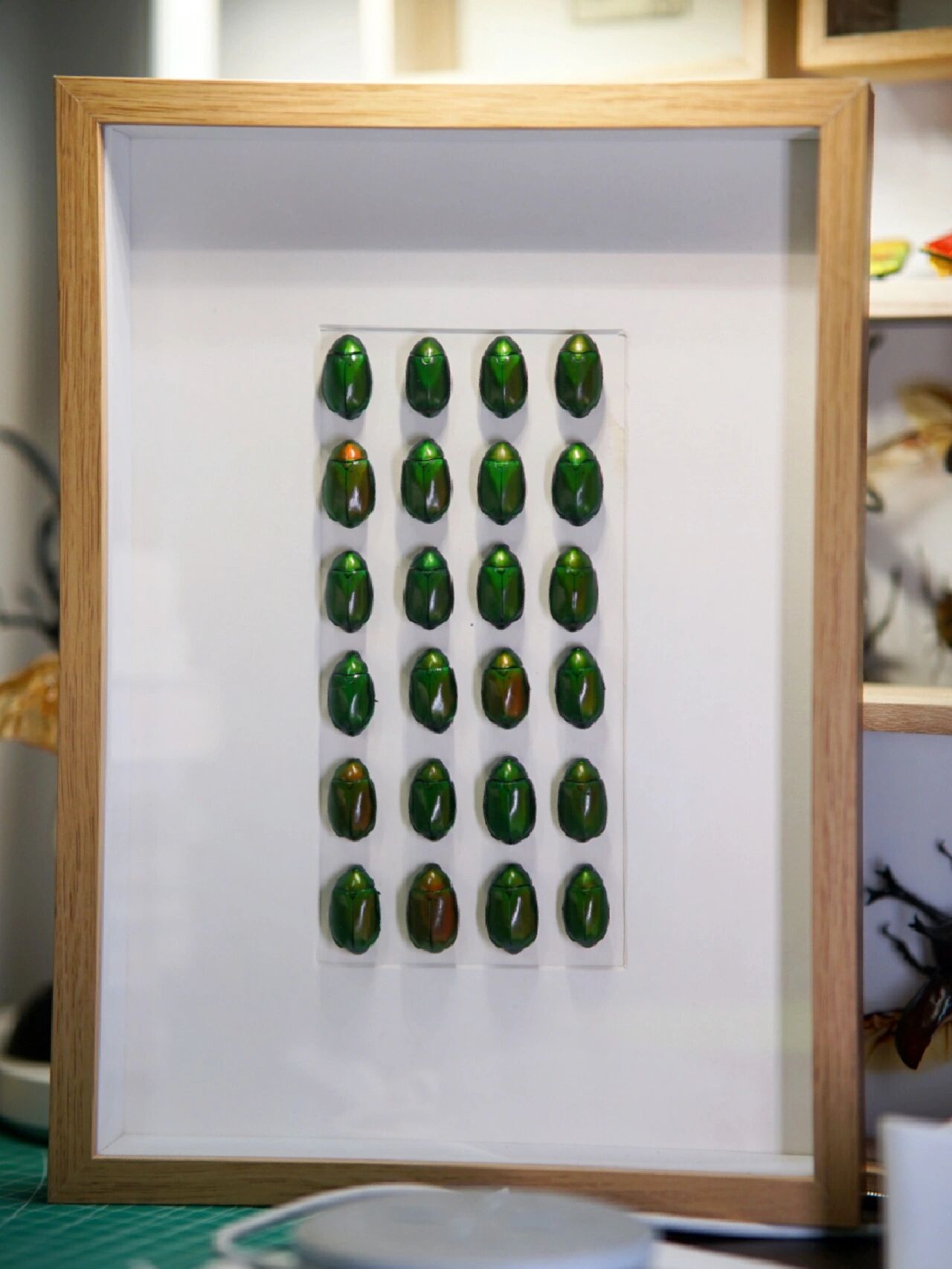 铜绿丽金龟,最常见的金龟子