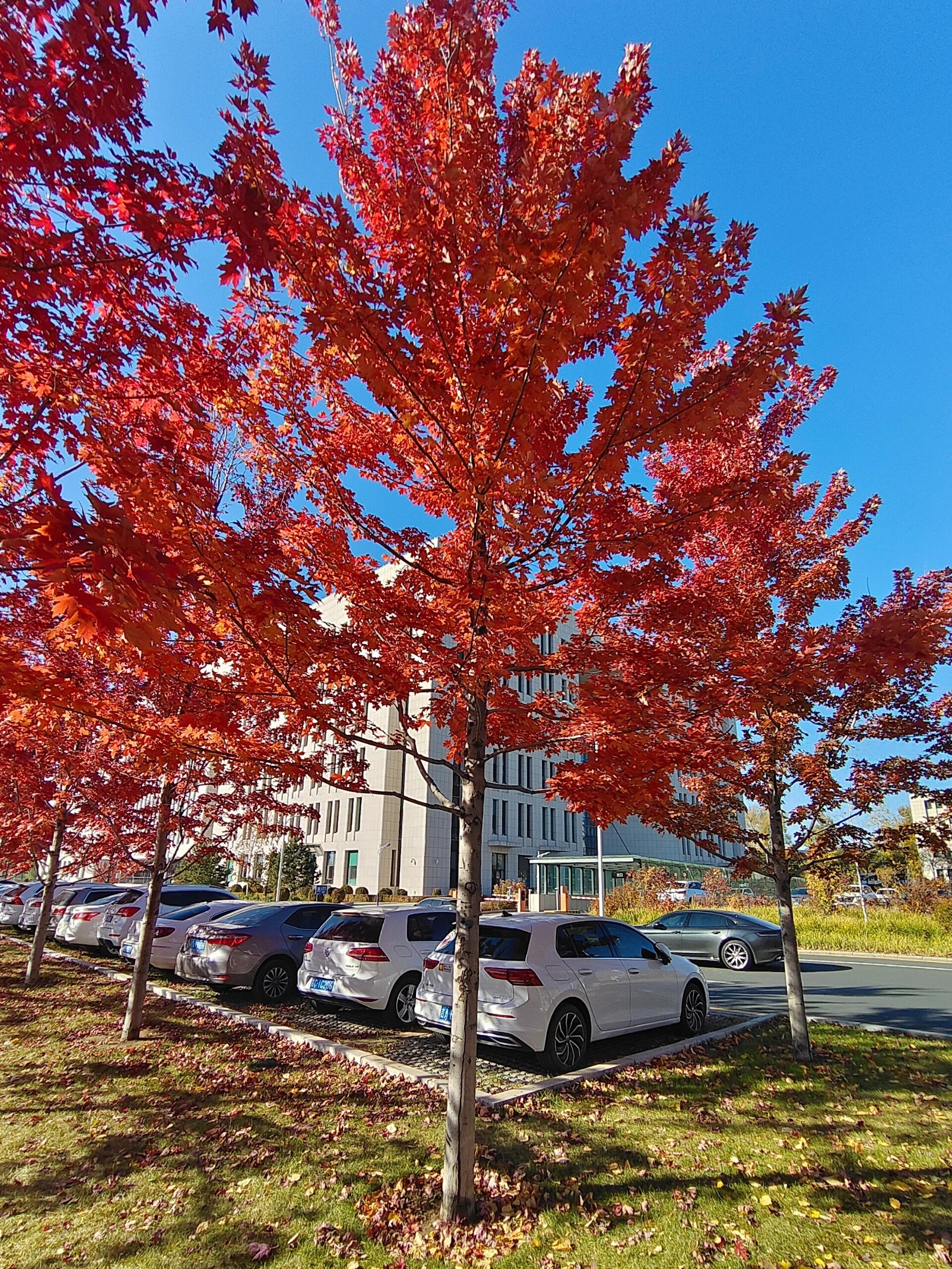 美国红枫,长春市内就能看的到层林尽染